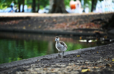 gosling on the lake