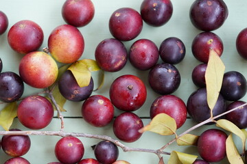 Ripe and deep red Camu Camu fruits. Camucamu (Myrciaria dubia) is a fruit with the highest concentration of vitamin C. Beach of the Rio Negro near Manaus, Amazonas, Brazil.
