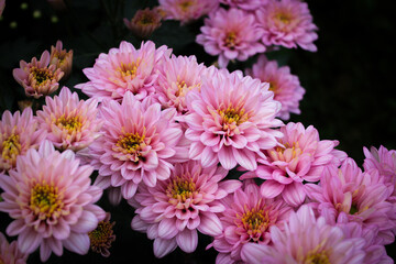 Chrysanthemum flowers in full bloom in Indonesia greenhouse