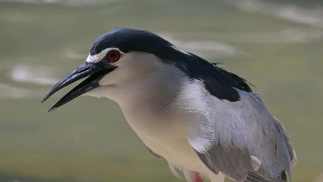Nankeen Night Heron (Nycticorax nyctcorax L.)  classified as a water bird, 60cm tall, short neck, looks hunchbacked, black head, active at night, resting in trees during the day