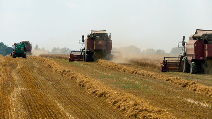 Fototapeta premium A combine harvester is working in a wheat field. Seasonal wheat harvest. Agricultural industry. Cleaning and harvesting of silage. The process of harvesting from the fields. equipment in the field.