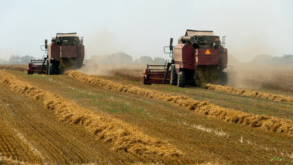Fototapeta premium A combine harvester is working in a wheat field. Seasonal wheat harvest. Agricultural industry. Cleaning and harvesting of silage. The process of harvesting from the fields. equipment in the field.