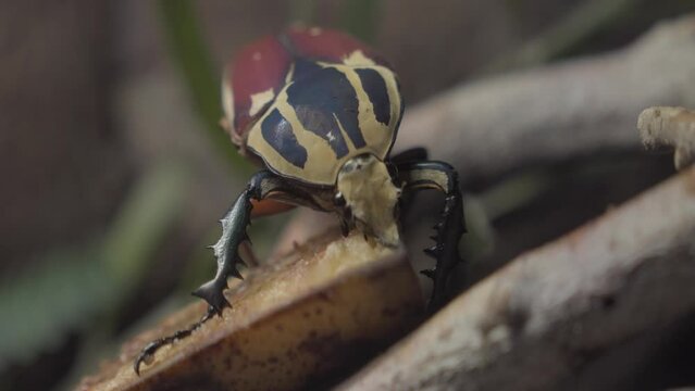 This close up video shows a large Goraiasuootsunohanamuguri blue goliath beetle feeding on fruit.