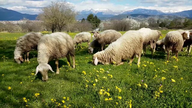 sheeps feeding on the grass and flowers in spirng season ioannina greece
