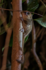 The mouse lemur (Microcebus) is the smallest primate on earth and you can only find it in Madagascar, Madagascar Wildlife, Africa.