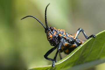 The rainbow milkweed locust (Phymateus saxosus) in Andringitra National Park, Madagascar Wildlife, Africa.