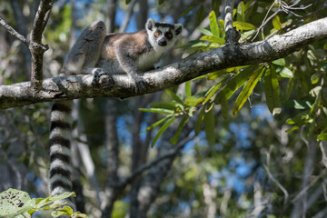 The Ring-tailed lemur (Lemur catta) in Isalo Nationaal Park, Madagascar Wildlife, Africa.