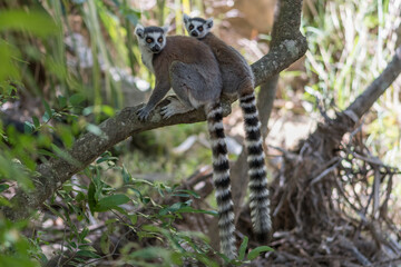 The Ring-tailed lemur (Lemur catta) in Isalo Nationaal Park, Madagascar Wildlife, Africa.