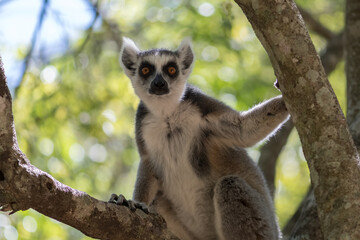 The Ring-tailed lemur (Lemur catta) in Isalo Nationaal Park, Madagascar Wildlife, Africa. © Tim