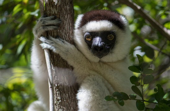 The Verreaux's sifaka in Zombitse-Vohibasia (Propithecus verreauxi) National Park, Madagascar Wildlife, Africa.