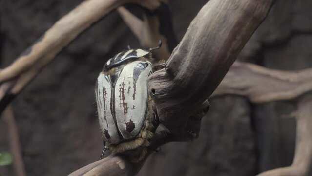 This video shows a large Goraiasuootsunohanamuguri blue goliath beetle in climbing up a branch.
