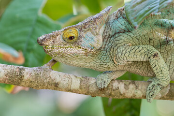 Parson's Chameleon(Calumma parsonii), close to Andasibe Mantadia National Park, Madagascar Wildlife, Africa.