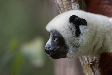 Coquerel's sifaka (Propithecus coquereli) close to Andasibe Mantadia National Park, Madagascar Wildlife, Africa.
