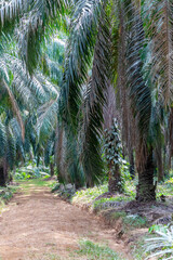 Obraz premium palms in a palm oil plantation