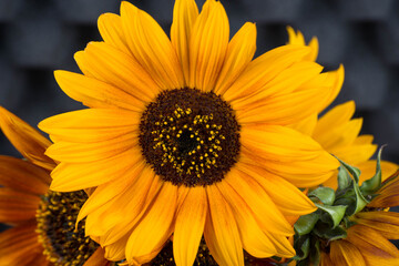 Fototapeta premium sunflower close up