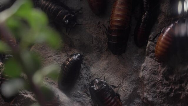 This close up, panning video shows madagascar hissing cockroaches (Gromphadorhina portentosa) in a forest landscape.