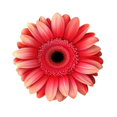 Gerbera flower hear isolated. Illustration AI Generative.