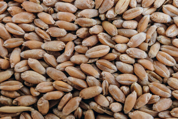 Wheat grains. Macro. Whole grain kernels of wheat close-up.