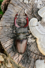 Horned stag beetle on a wooden stump. Top view.