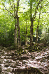 Natural Park of Ordesa and Monte Perdido, "Cola de Caballo" hiking route

