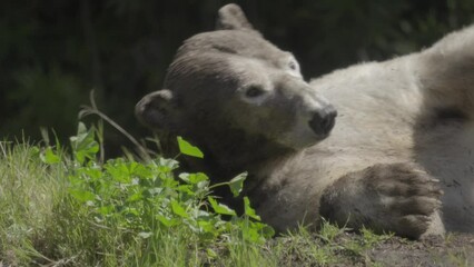 This video shows a polar bear rolling around in mud on a sunny spring day. - Powered by Adobe