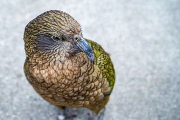 Kea Bird