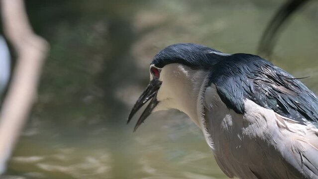 Nankeen Night Heron (Nycticorax nyctcorax L.)  classified as a water bird, 60cm tall, short neck, looks hunchbacked, black head, active at night, resting in trees during the day