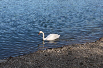 Photo shots of the cygnus water bird.