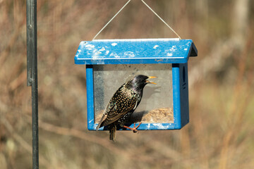 This shiny starling is coming to this bluebird feeder to smuggle the mealworms out from the hole....