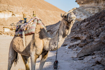 camel in the desert