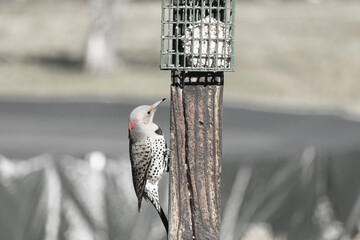 This beautiful northern flicker woodpecker is clinging to this wooden post looking for food. I love...
