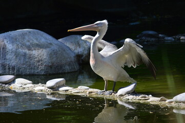 great white pelican