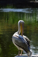 pelican on the water