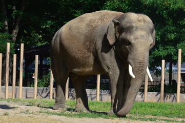 elephant in the zoo