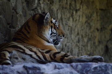 portrait of a tiger