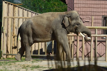 Fototapeta premium elephant in zoo