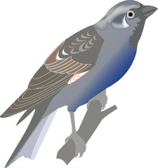 a beautiful little bird on a tree branch