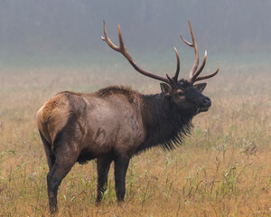 Naklejka na ściany i meble Bull Elk on a foggy morning in Boxley Valley Arkansas