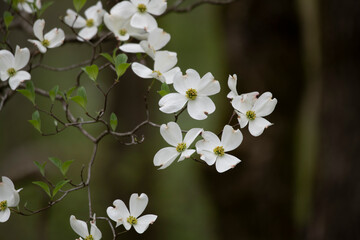 Dogwood tree blooms in springtime Arkansas