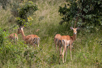 Naklejka na ściany i meble The impala or rooibok (Aepyceros melampus), medium-sized antelope resting in savannah grass, in Imire Rhino and Wildlife Conservancy National Park