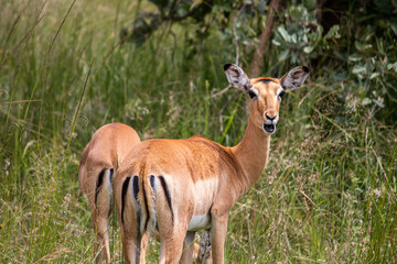 Naklejka na ściany i meble The impala or rooibok (Aepyceros melampus), medium-sized antelope resting in savannah grass, in Imire Rhino & Wildlife Conservancy National Park