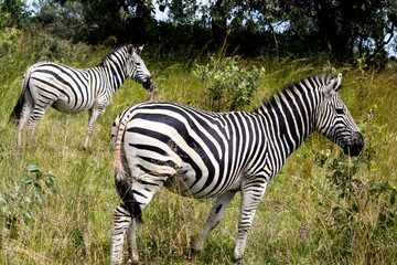 Zebra in her natural habitat in Imire Rhino and Wildlife Conservancy, Zimbabwe, Africa