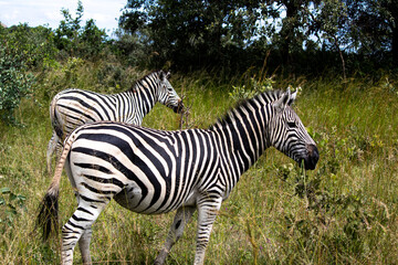 Fototapeta na wymiar Zebra in her natural habitat savannah in Imire Rhino and Wildlife Conservancy, Zimbabwe, Africa