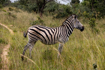 Fototapeta na wymiar Zebra in her natural habitat in Imire Rhino & Wildlife Conservancy, Zimbabwe, Africa