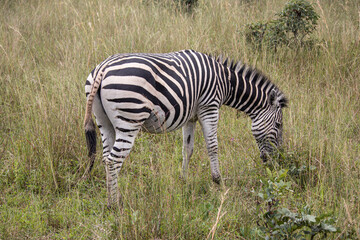 Fototapeta na wymiar Zebra in her natural habitat in Imire Rhino and Wildlife Conservancy, Zimbabwe, Africa
