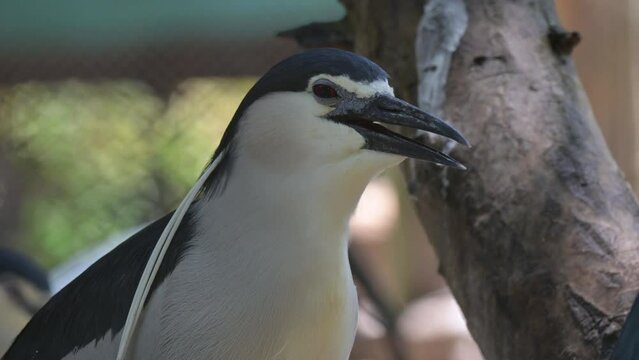 Nankeen Night Heron (Nycticorax nyctcorax L.)  classified as a water bird, 60cm tall, short neck, looks hunchbacked, black head, active at night, resting in trees during the day