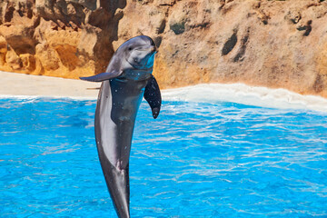 Show of beautiful dolphin jumps in zoo pool. Tenerife
