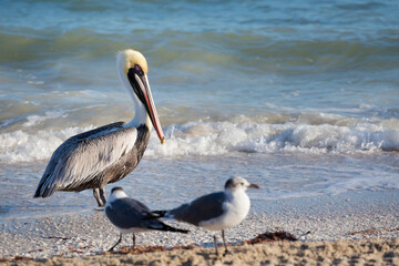 Beautiful Pelicans in Progreso Mexico