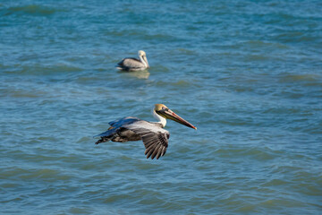 Fototapeta na wymiar Beautiful Pelicans in Progreso Mexico