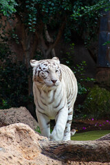 Fototapeta na wymiar White tiger in the zoo in Tenerife island, Spain